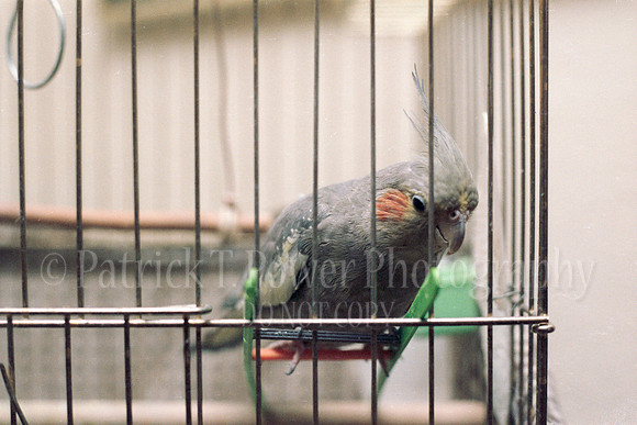 1985NikkormatFTN_01_19